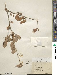 Ilex decidua image