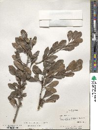 Ilex decidua image