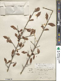 Ilex decidua image