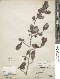 Ilex decidua image