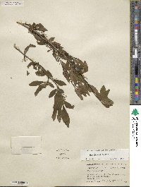 Ilex decidua image