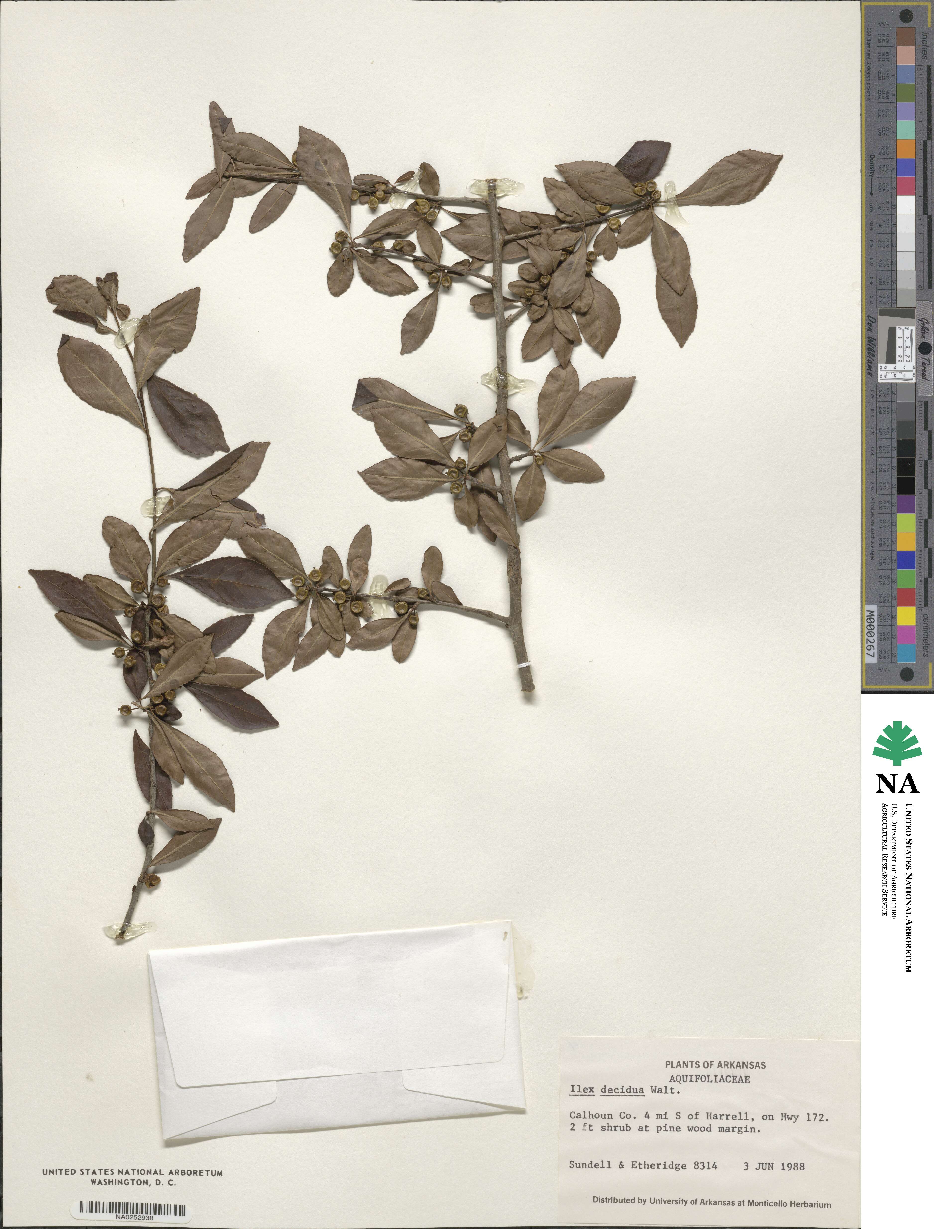 Ilex decidua image