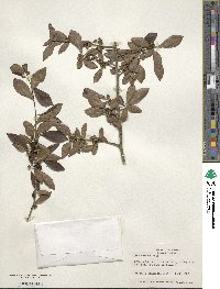 Ilex decidua image