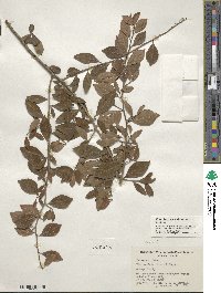 Ilex decidua image