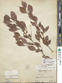 Ilex decidua image