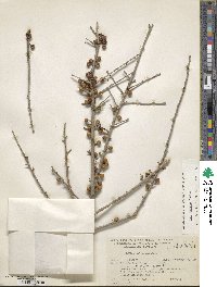 Ilex decidua image