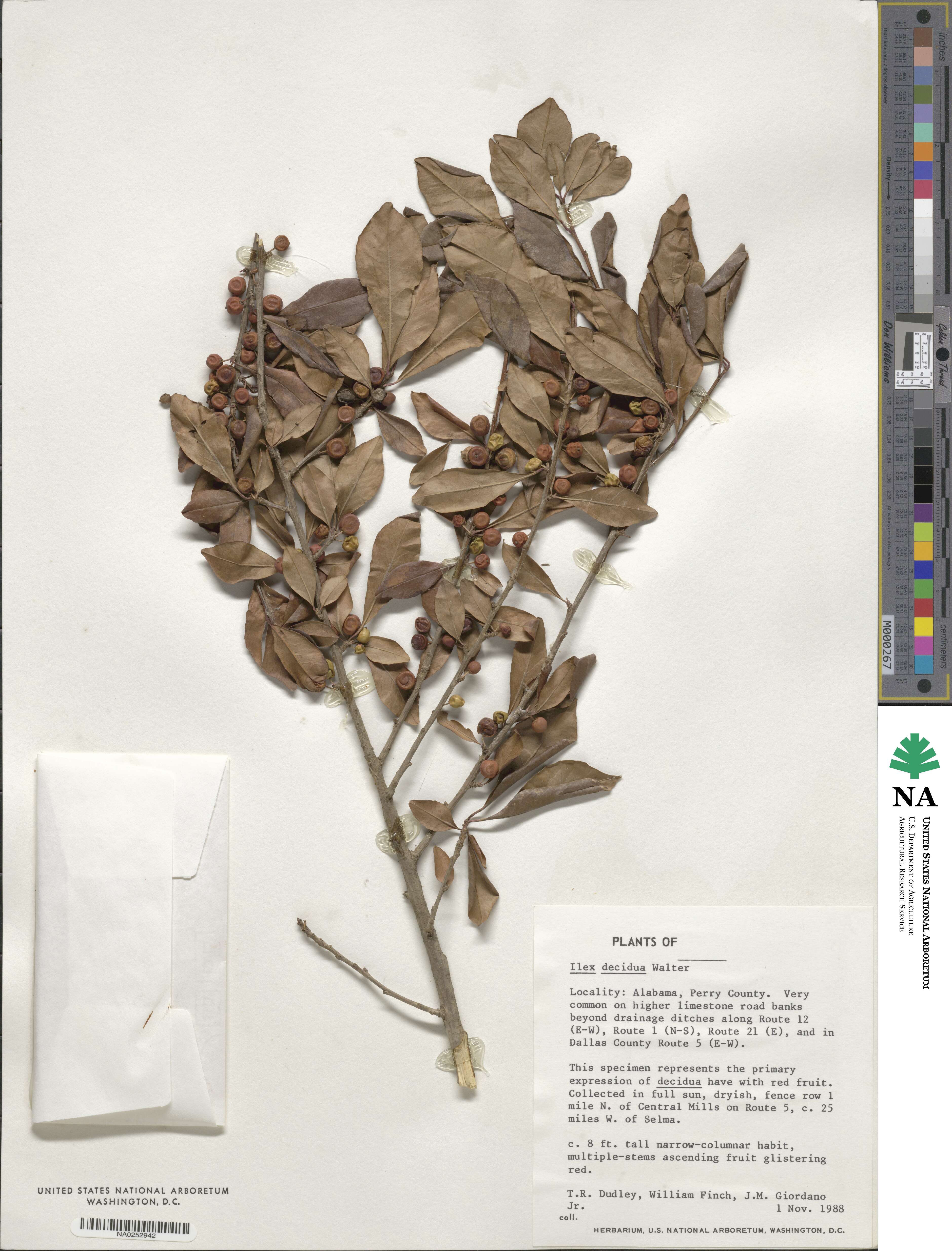 Ilex decidua image