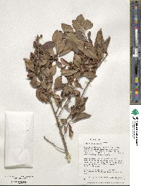 Ilex decidua image