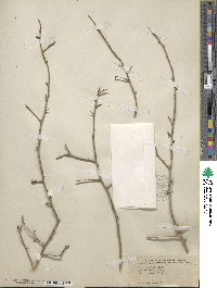 Ilex decidua image