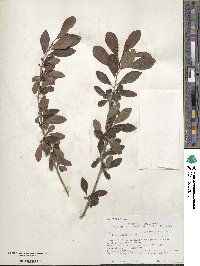 Ilex decidua image