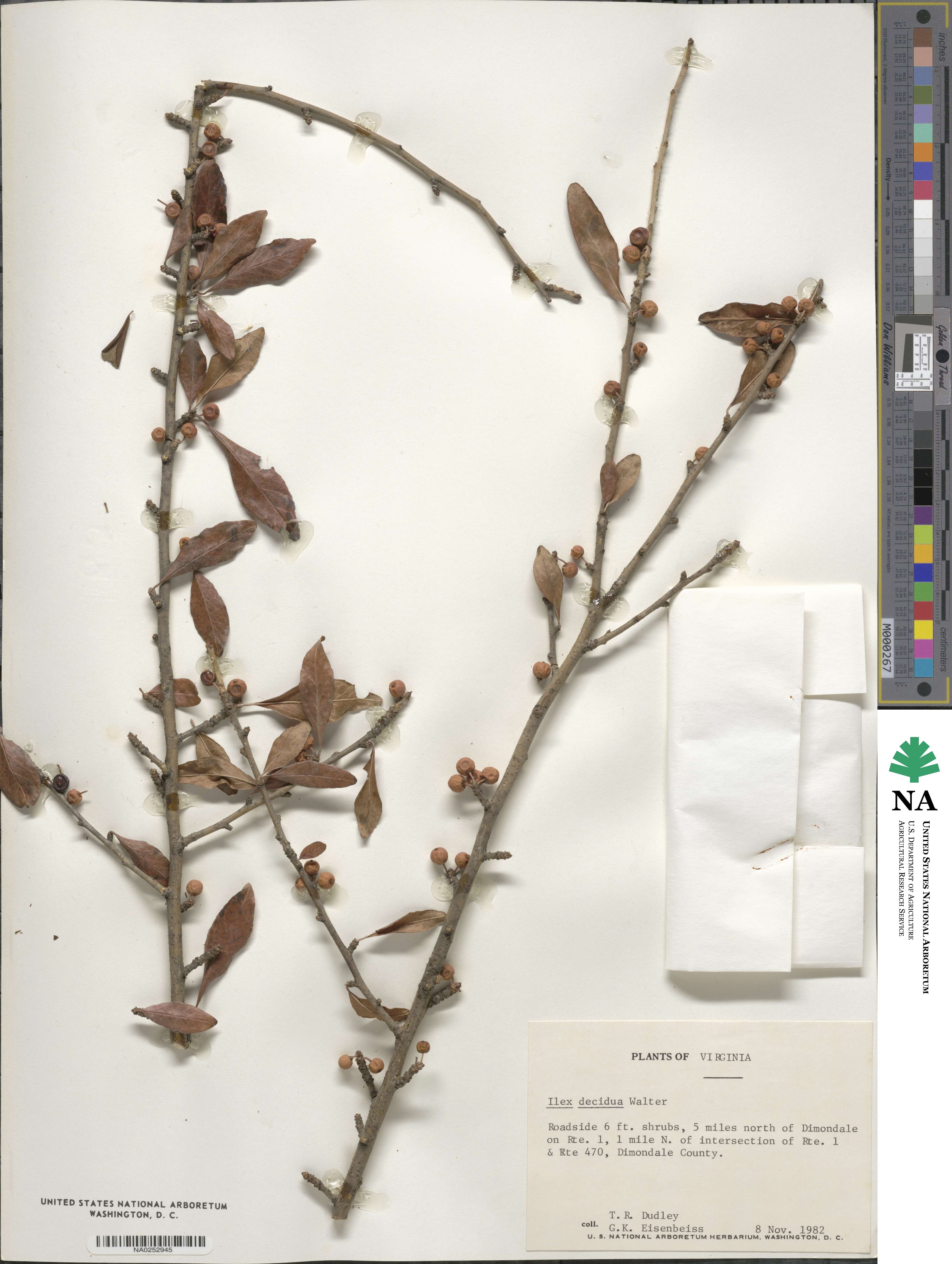 Ilex decidua image