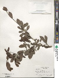 Ilex decidua image