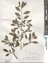 Ilex decidua image