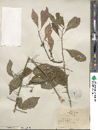 Ilex decidua image