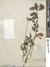 Ilex decidua image