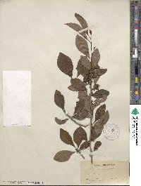 Ilex decidua image