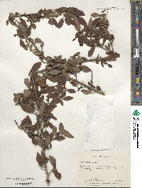 Ilex decidua image