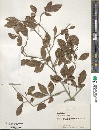 Ilex decidua image