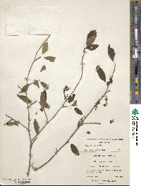 Ilex decidua image