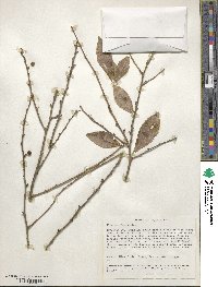 Ilex decidua image