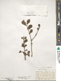 Ilex decidua image