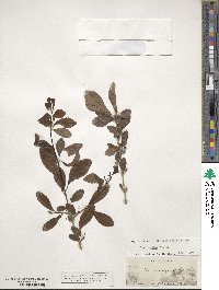 Ilex decidua image