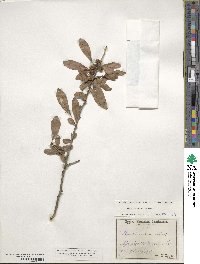 Ilex decidua image