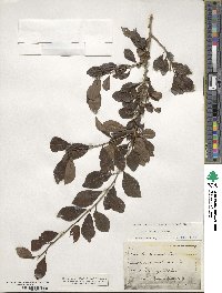 Ilex decidua image