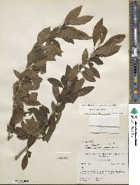 Ilex decidua image