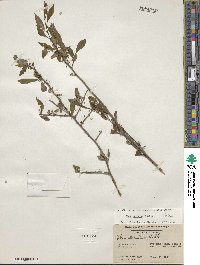 Ilex decidua image