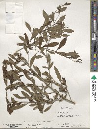 Ilex decidua image