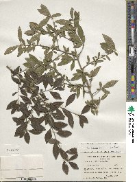 Ilex decidua image