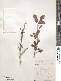 Ilex decidua image