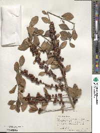 Ilex decidua image