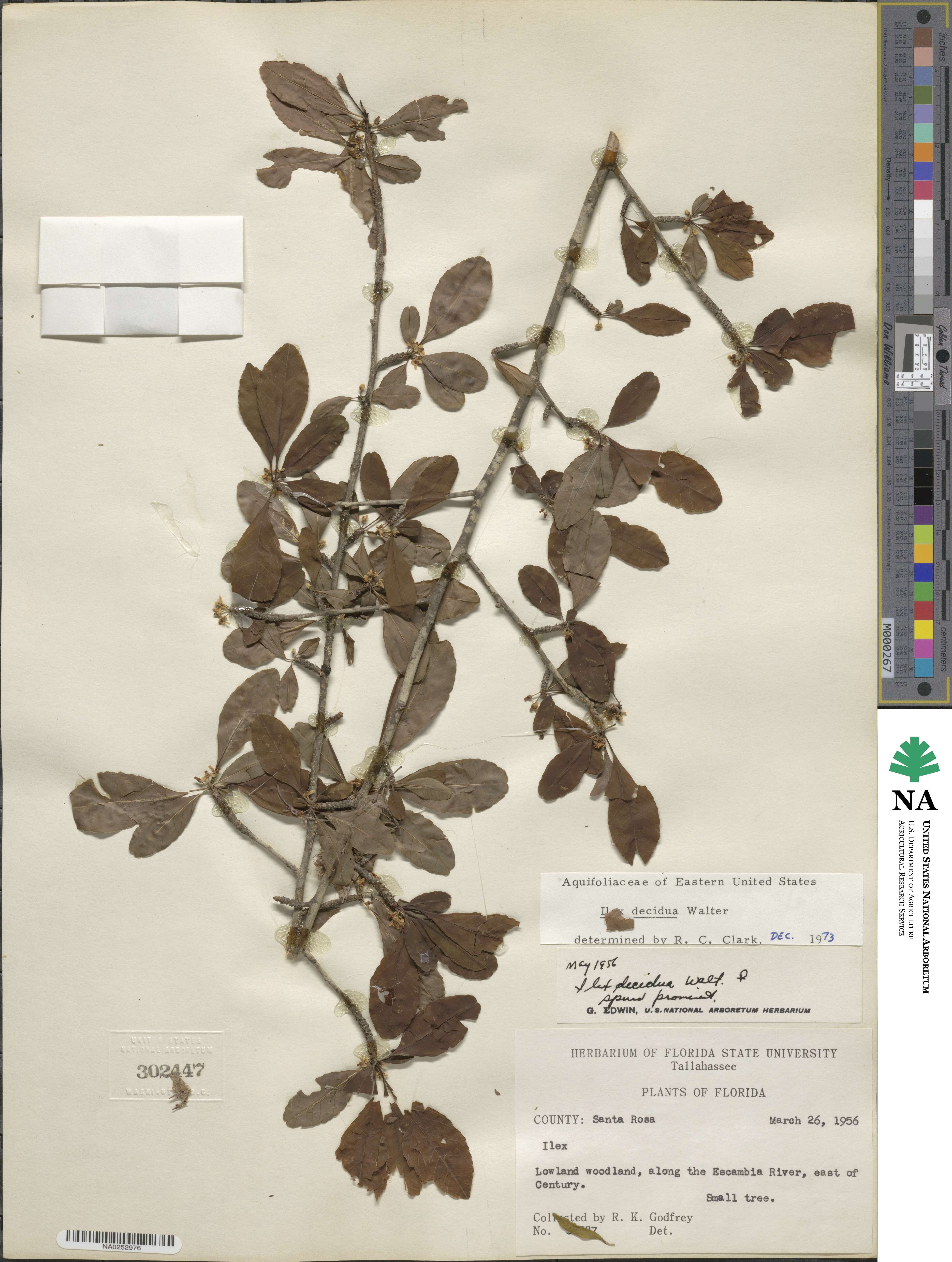 Ilex decidua image