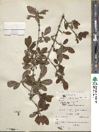 Ilex decidua image