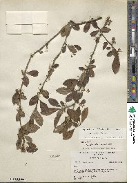 Ilex decidua image