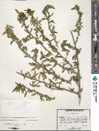 Ilex decidua image