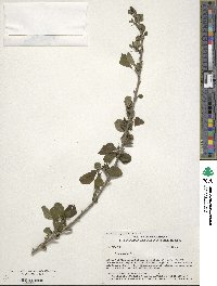 Ilex decidua image