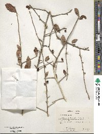 Ilex decidua image