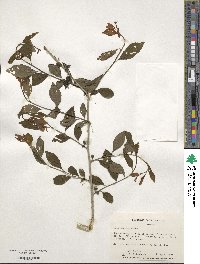 Ilex decidua image