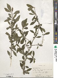 Ilex decidua image