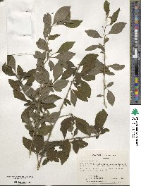 Ilex decidua image