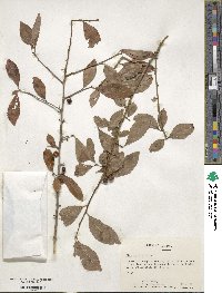 Ilex decidua image