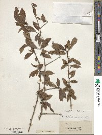 Ilex decidua image