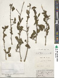 Ilex decidua image