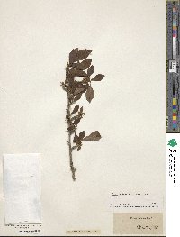 Ilex decidua image