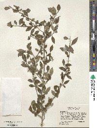 Ilex decidua image