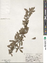 Ilex decidua image