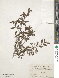 Ilex decidua image